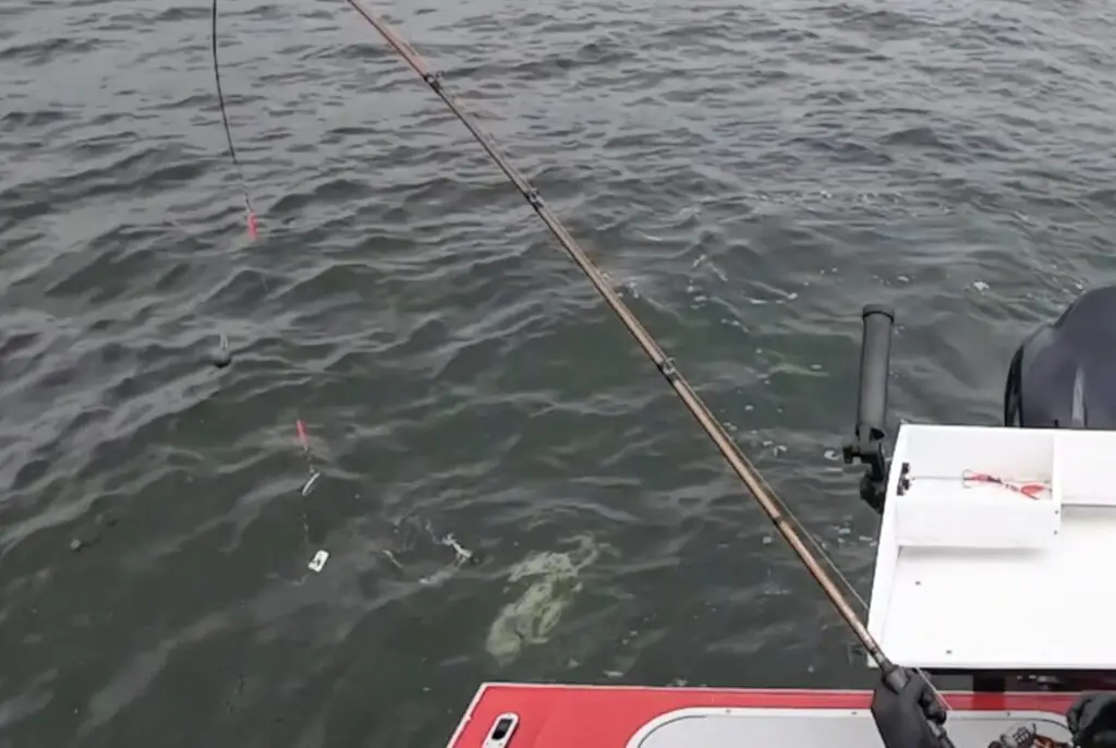 Chinook on a spinfish buoy 10 near boat