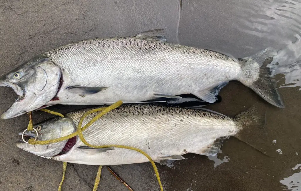 River chinook august 2023 caught on float and eggs