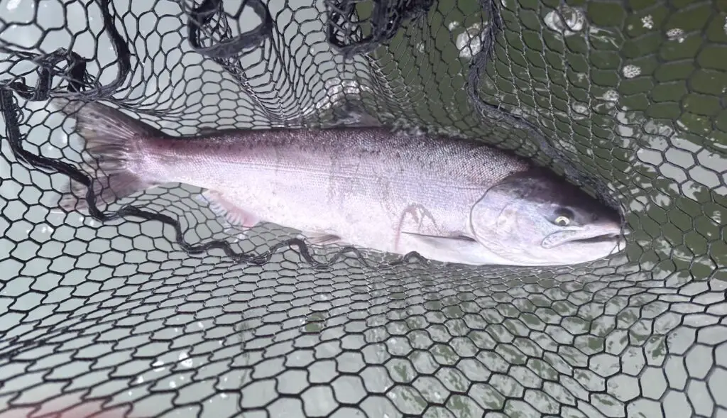 Wild chinook from buoy 10 released