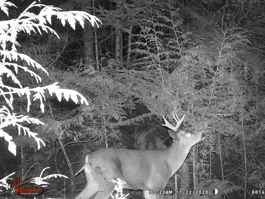 Blacktail mature buck on trail cam