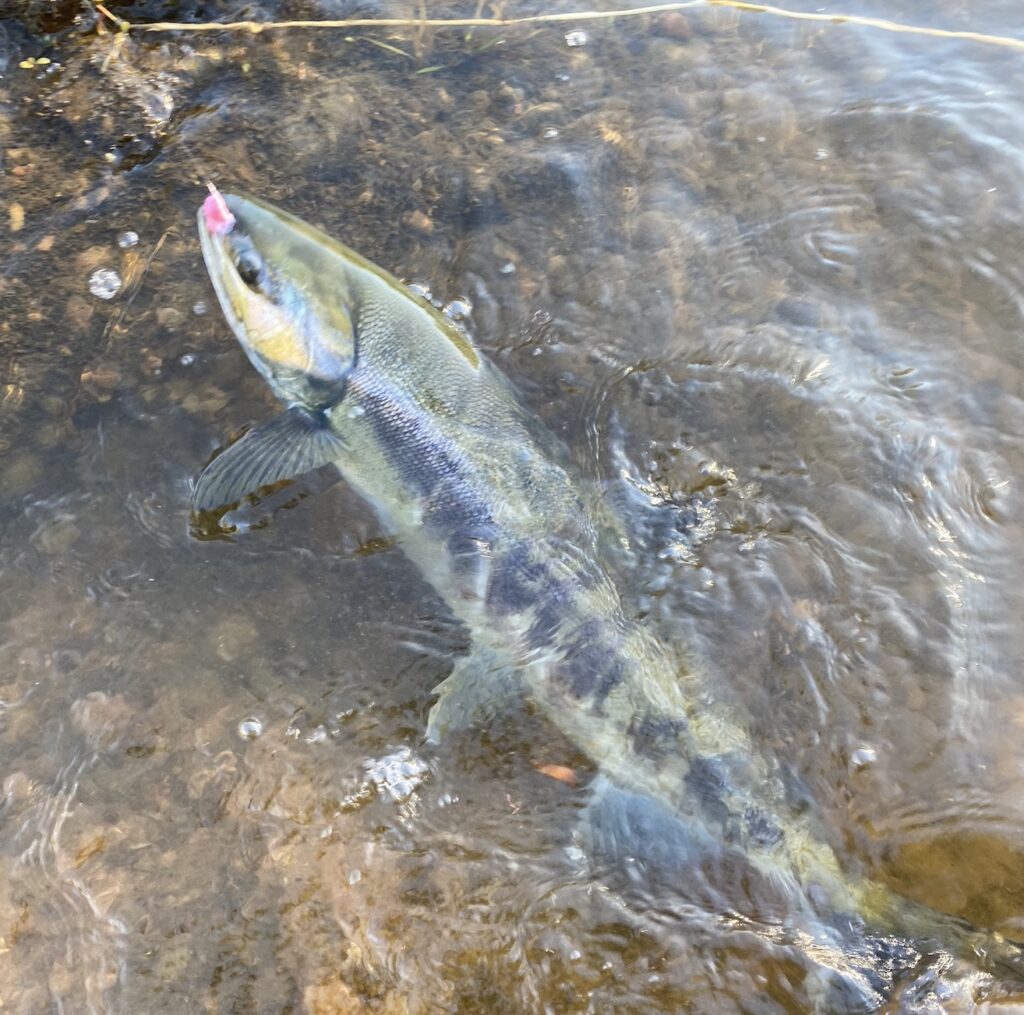 Chum salmon on eggs