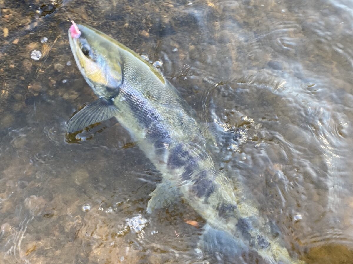 How to Catch Chum Salmon – PNW BestLife
