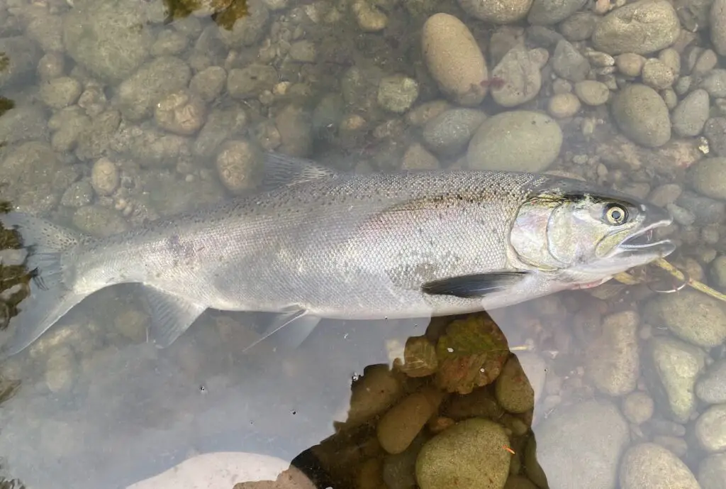 Coastal washington river coho salmon caught on eggs