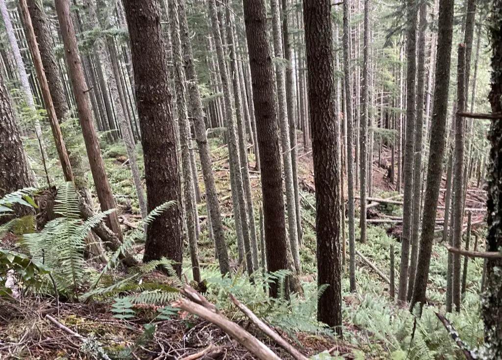 Elk woods sparse wooded stems ferns