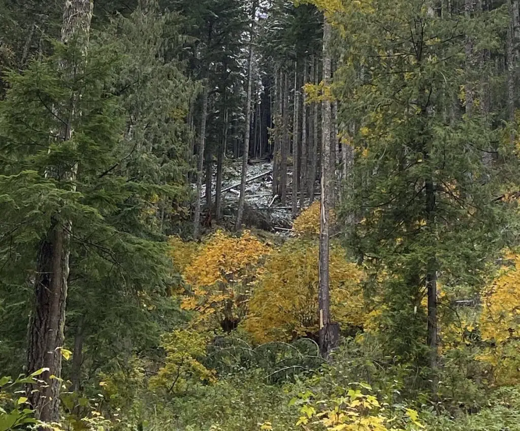 Fall woods colors transitioning to snow line