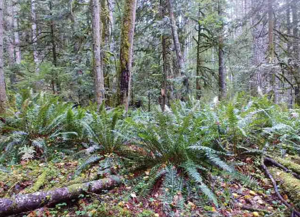 Fern woods shot from trail cam