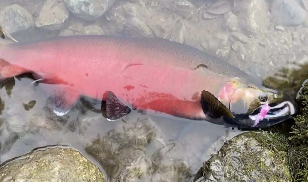 Fire truck red coho salmon