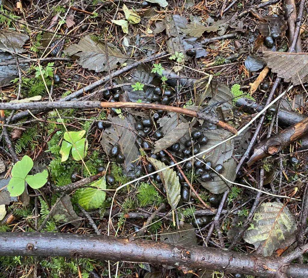 Fresh deer scat poop feces