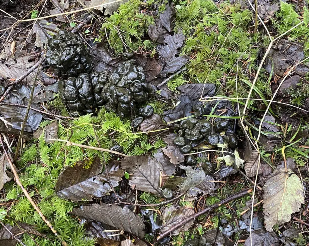 Fresh elk scat poop feces