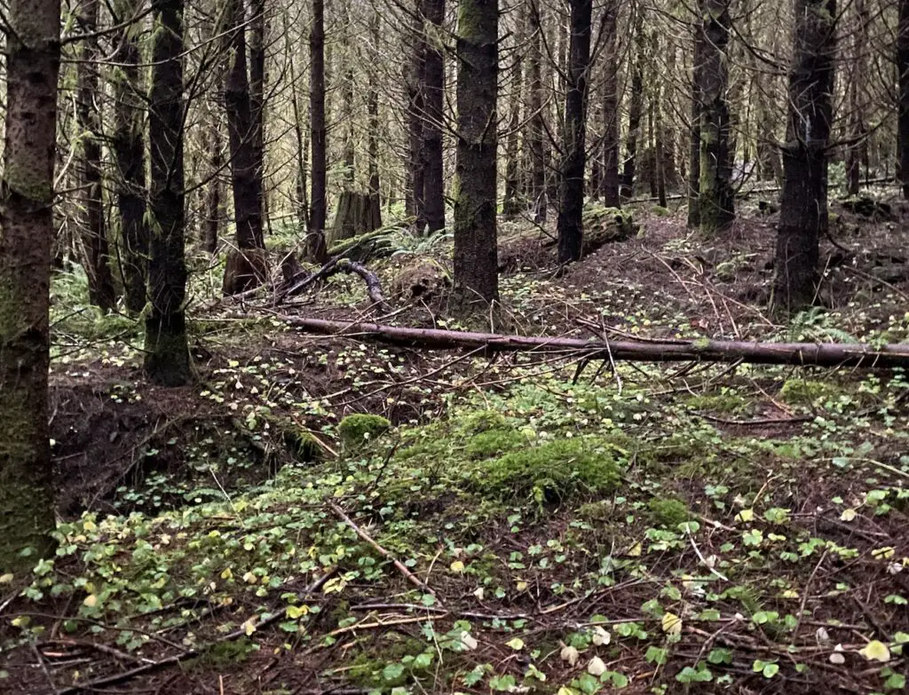 Good example of huntable woods for elk deer