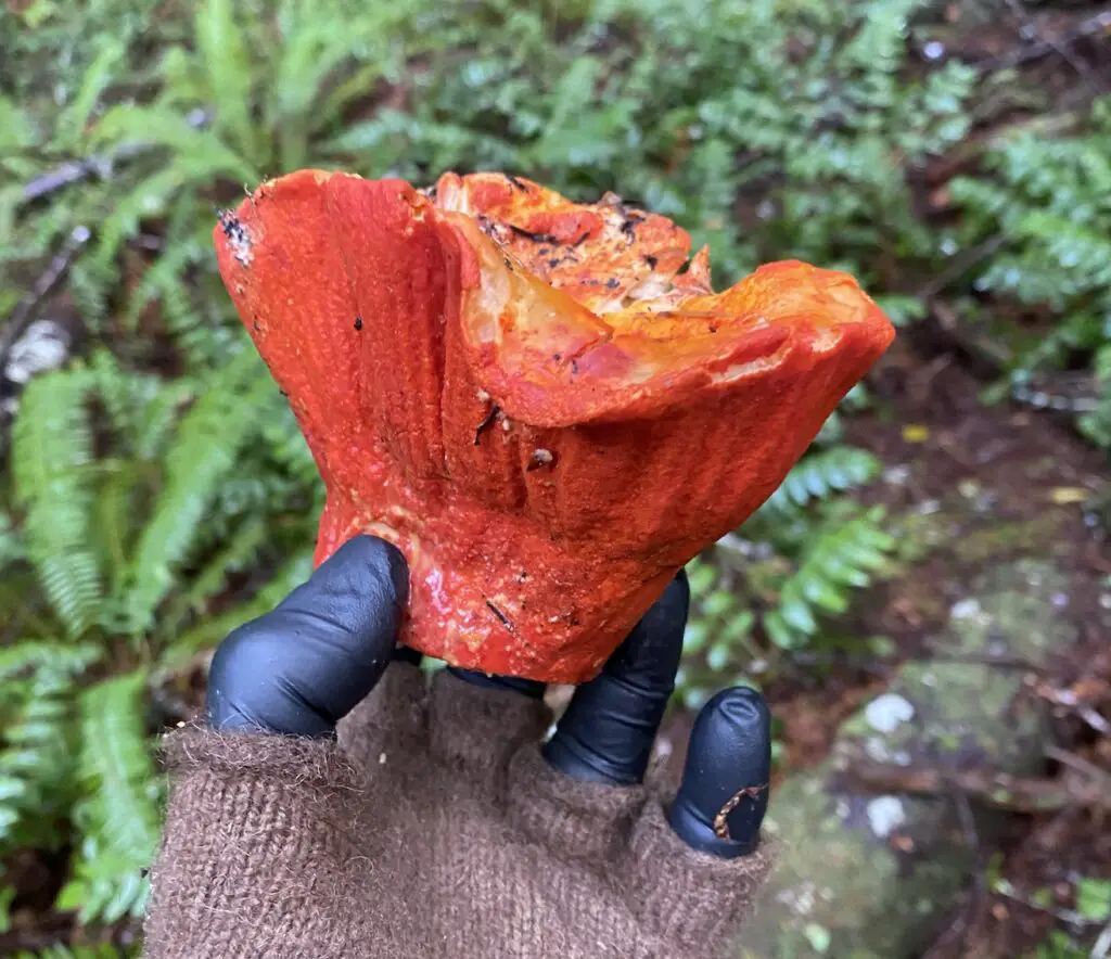 Lobster mushroom specimen held in hand