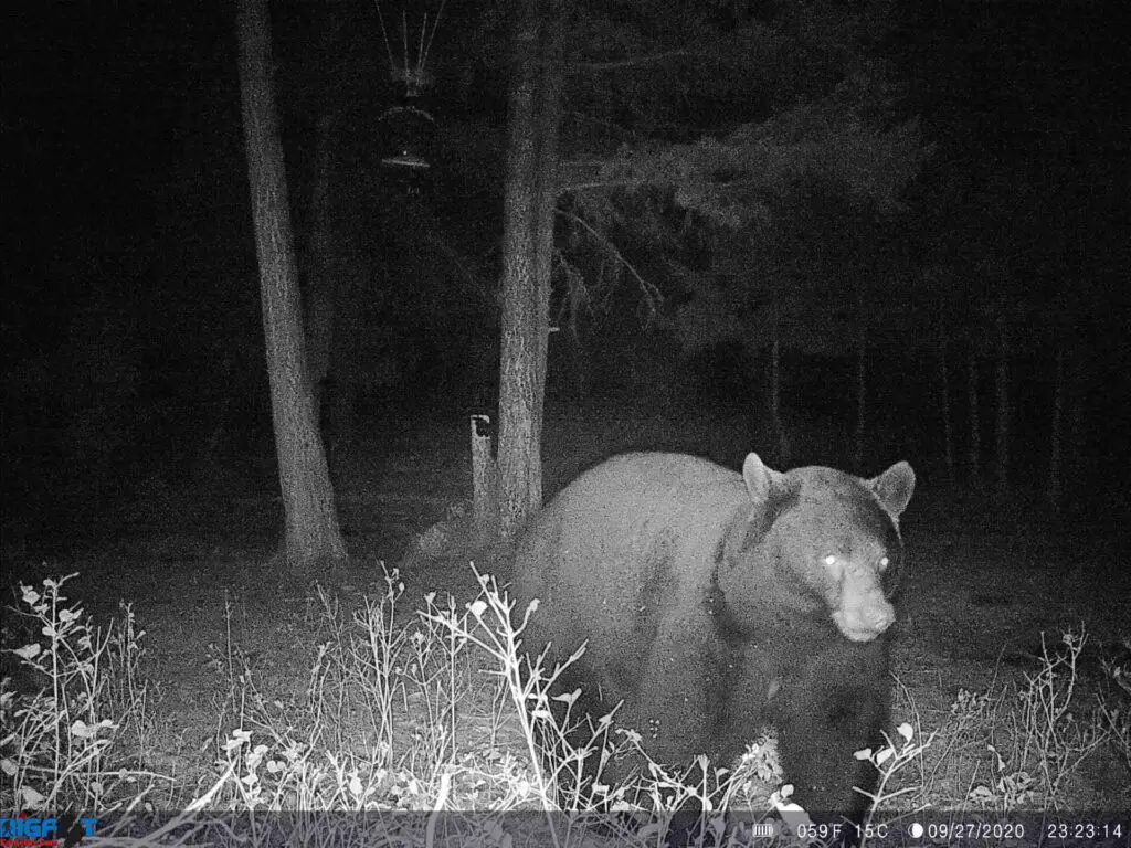 Massive black bear on trail cam