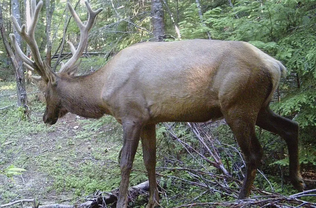 Massive elk on trail cam