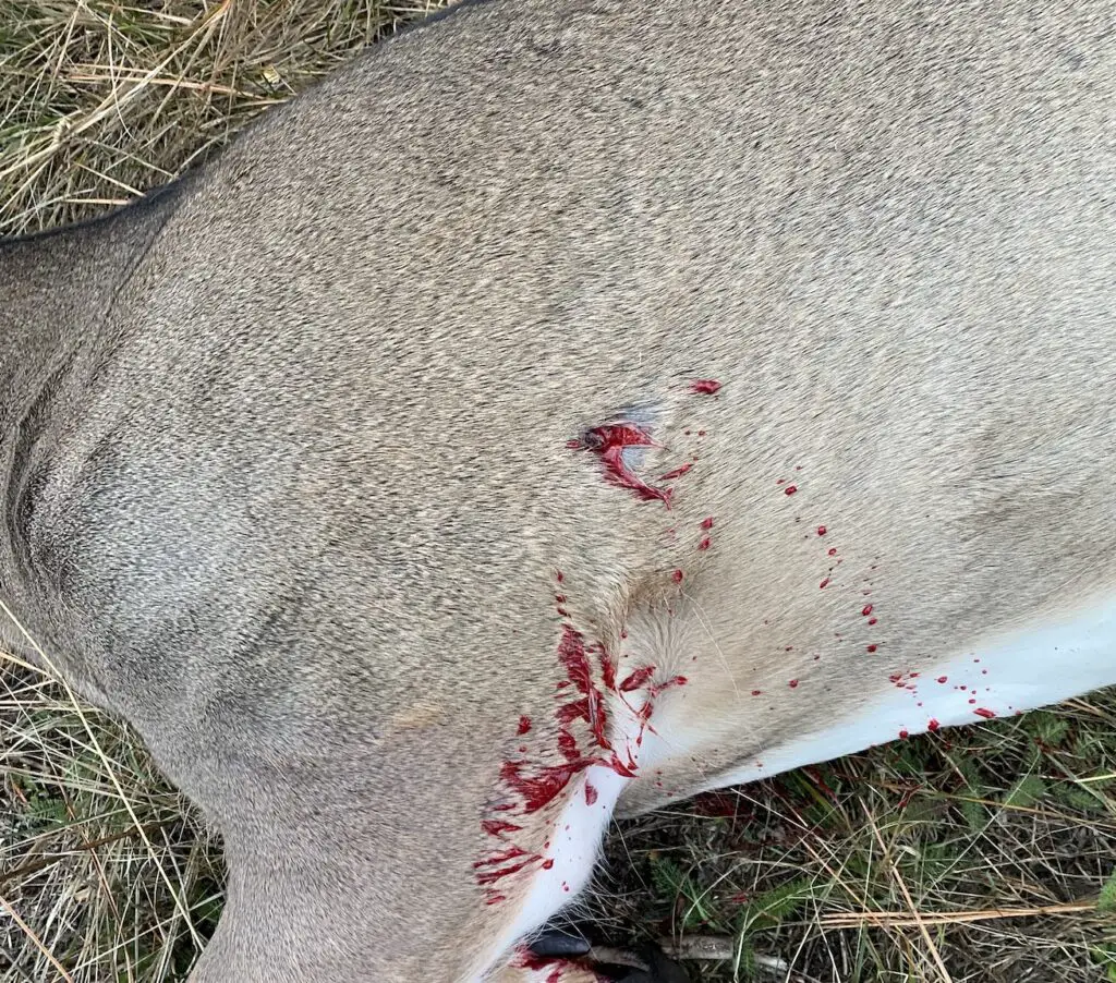 Perfect heart shot placement on a deer