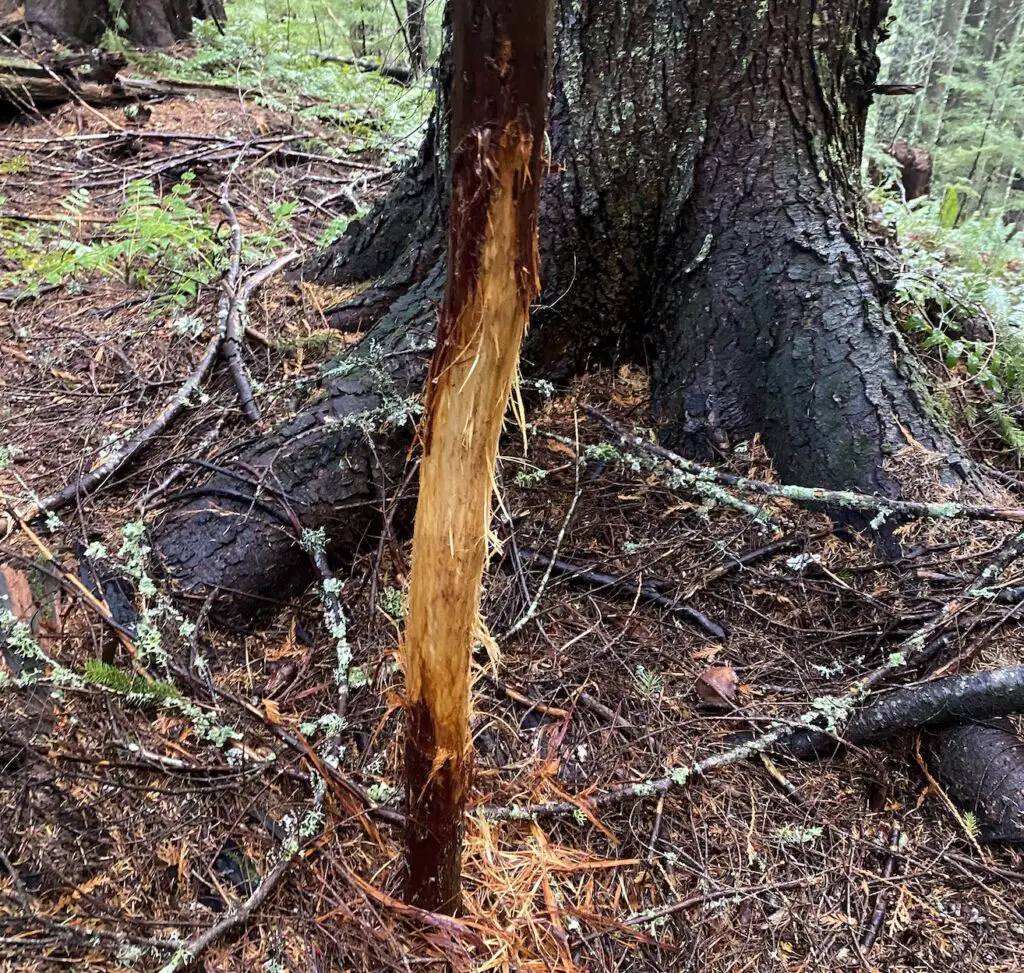 Rub sign on tree