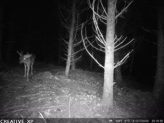 Younger black tail buck on trail cam