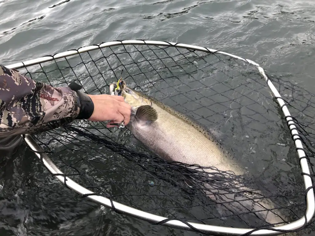 Big coastal chinook released