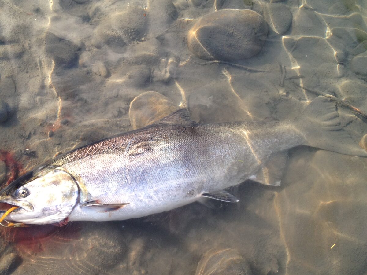 Spinner Fishing for Salmon – PNW BestLife