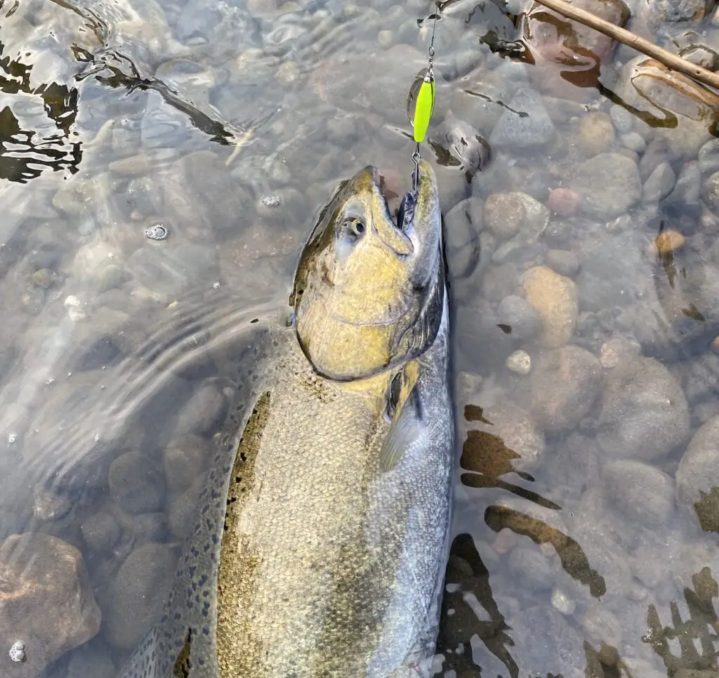 Chinook caught on north fork spinner