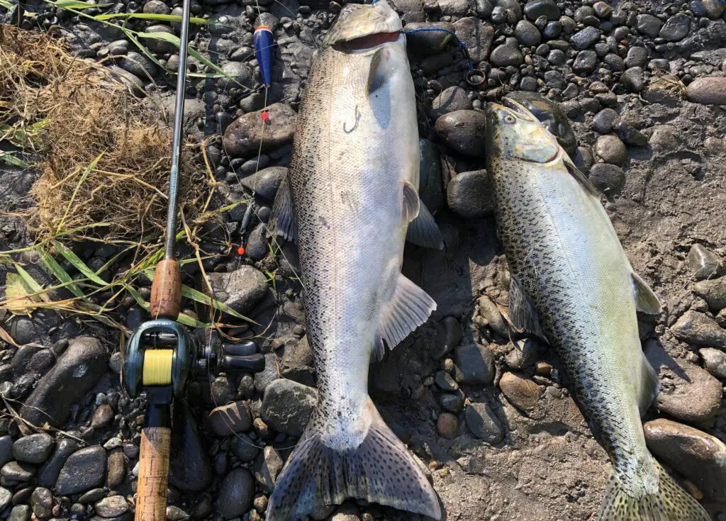 Pair of chinook caught on float and eggs shimano curado reel