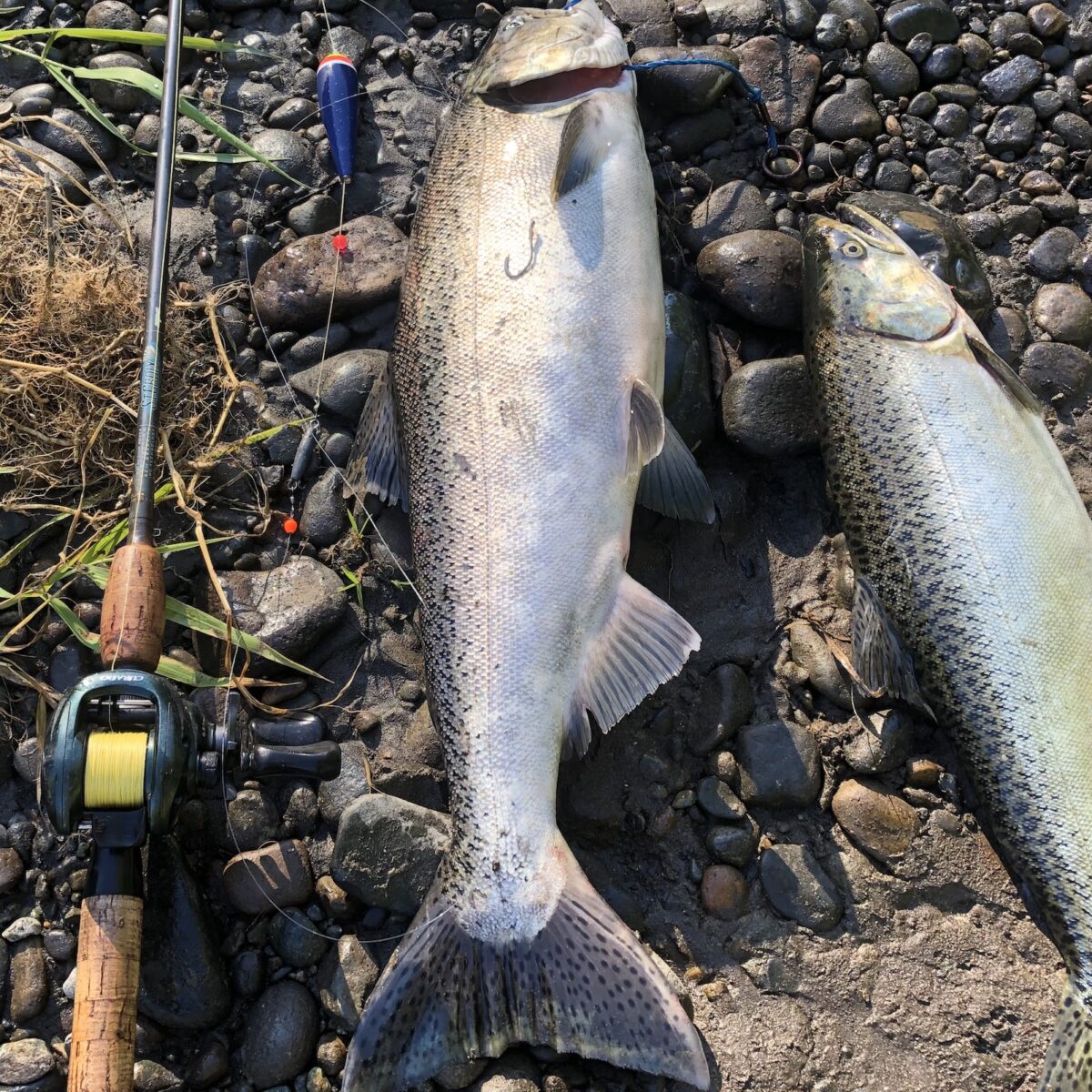 Best Fishing Reel for Salmon Steelhead – PNW BestLife