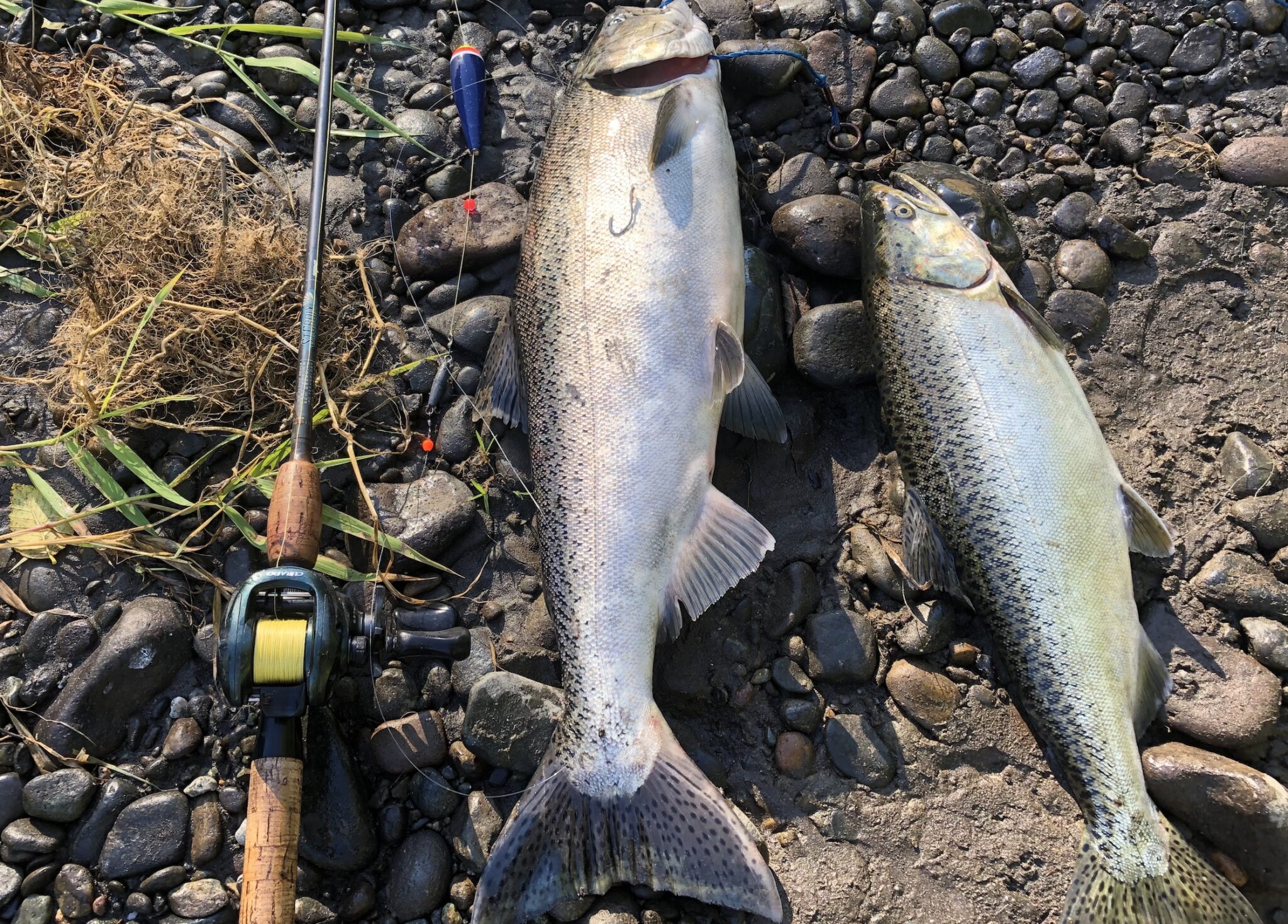 Best Fishing Reel for Salmon Steelhead PNW BestLife