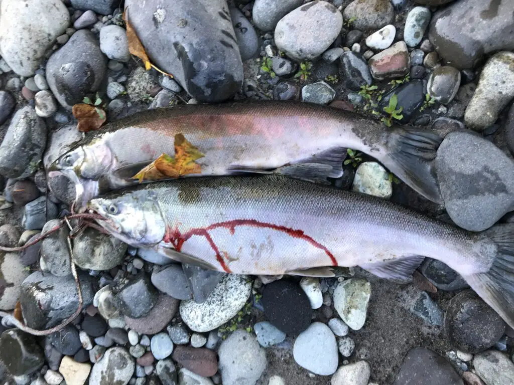 Pair of coho caught on Puget sound river bloody