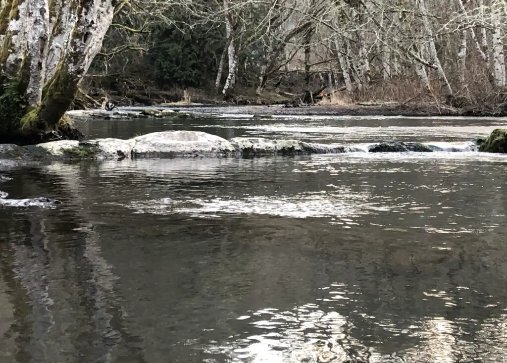 beautiful skookumchuck river grey scale