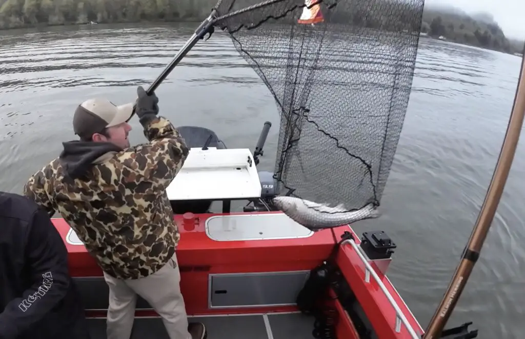 Putting a columbia river spring chinook in the boat