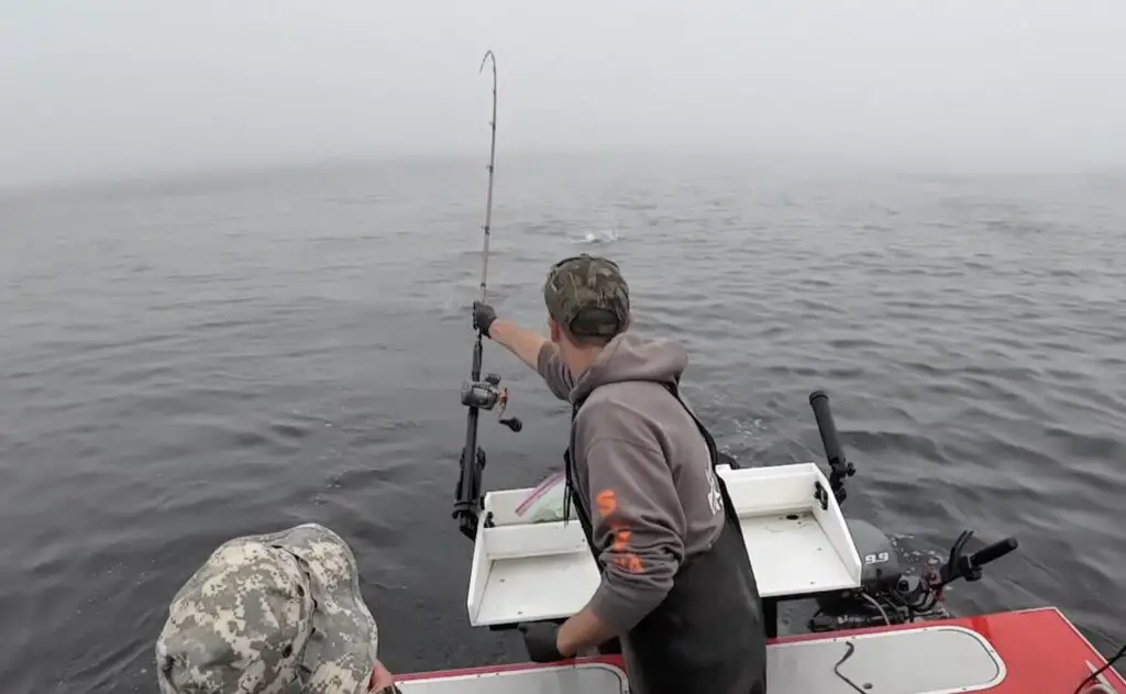 Big coho breaking surface grabbing back rod