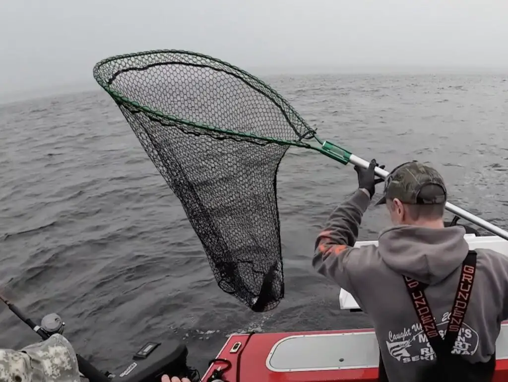 coho in the net from puget sound