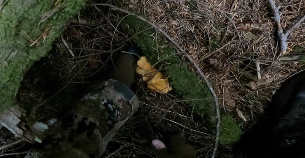 Finding a nice hidden chanterelle