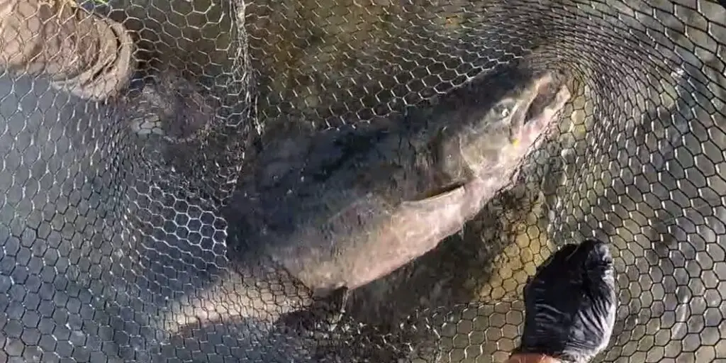 Chinook salmon in the net