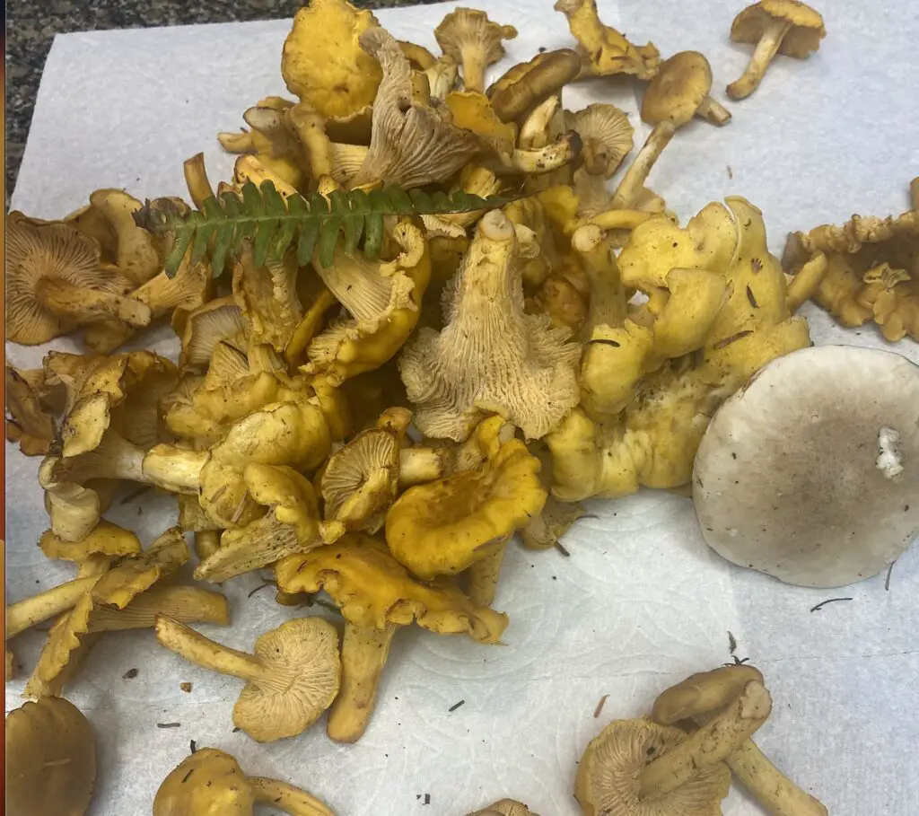 Foraged chanterelles and a porcini