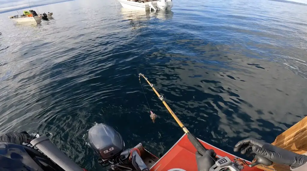 Squid coming out of the water showing line counter reel