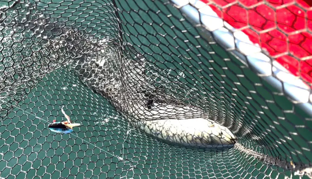 10-12 lb blackmouth in the net that we released from canadian waters