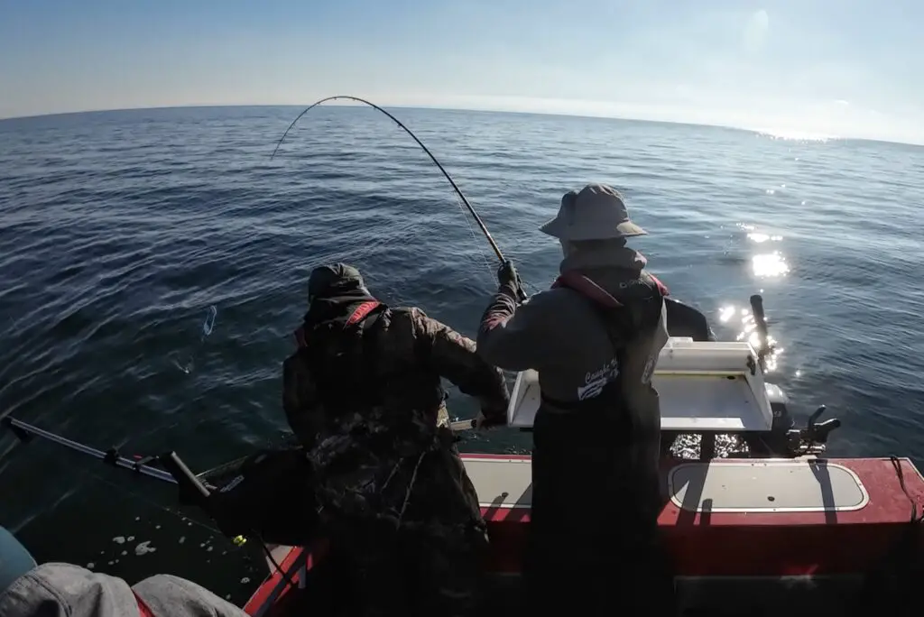 Getting the nice blackmouth to the net with no drag in Canadian waters