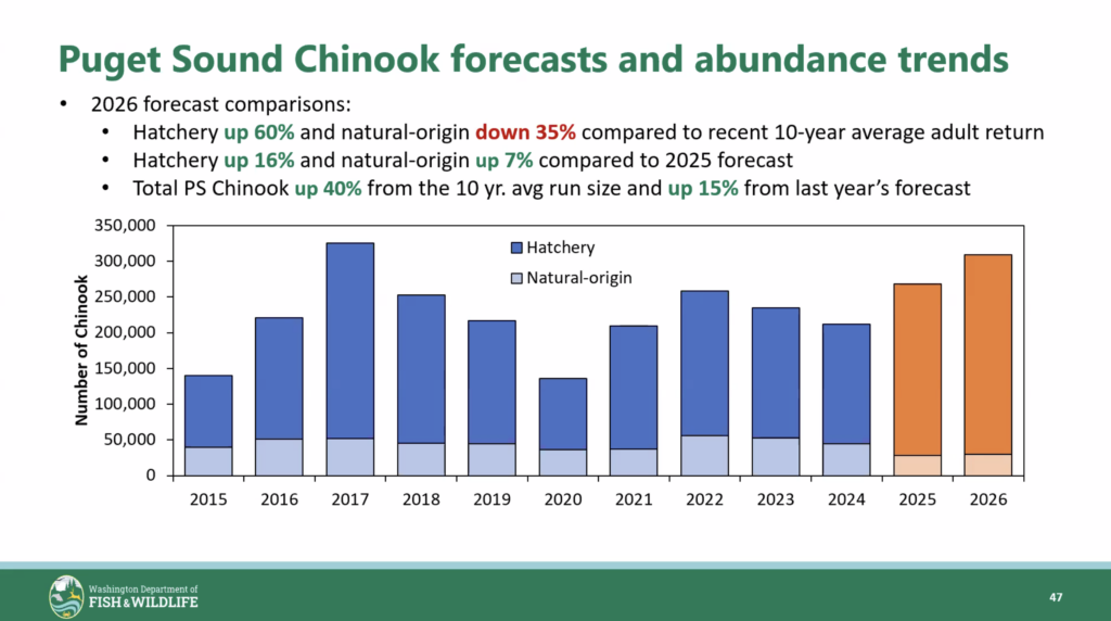 2026 puget sound chinook forecast and abundance trends