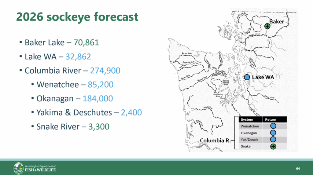 2026 sockeye forecast